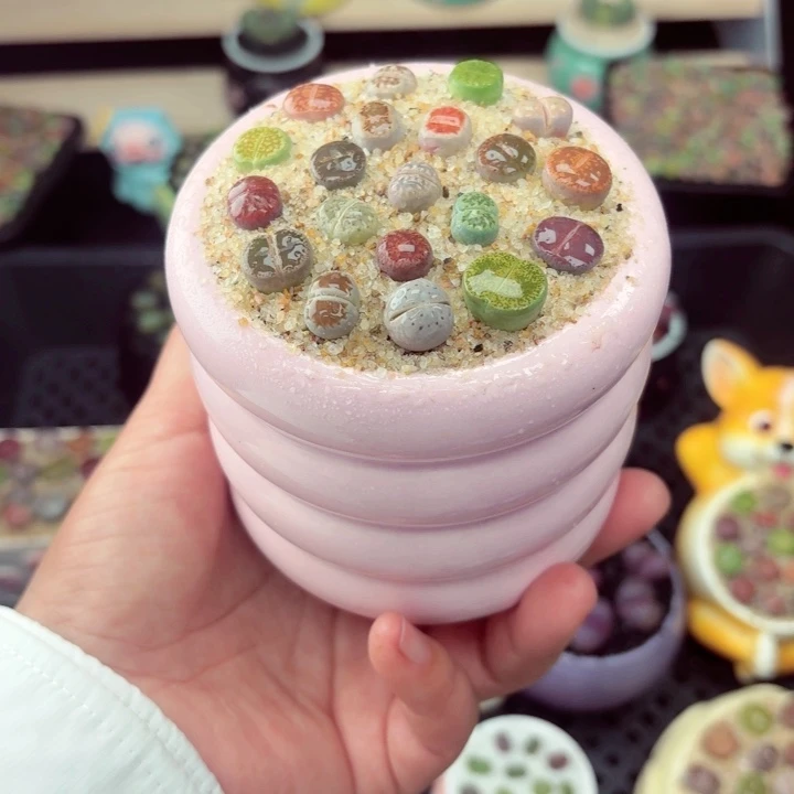 562零下地区记得拍保温箱