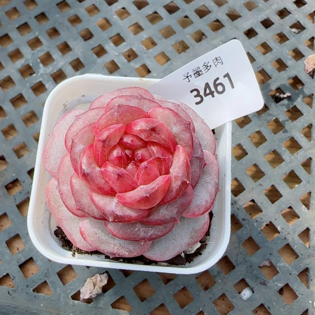 红莓，3461多肉植物