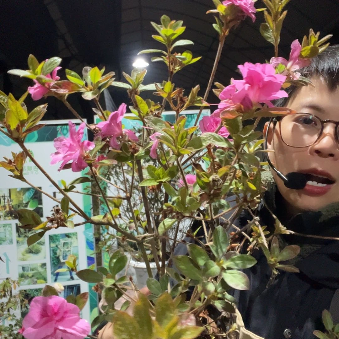 完全开放康乃馨一加仑杜鹃