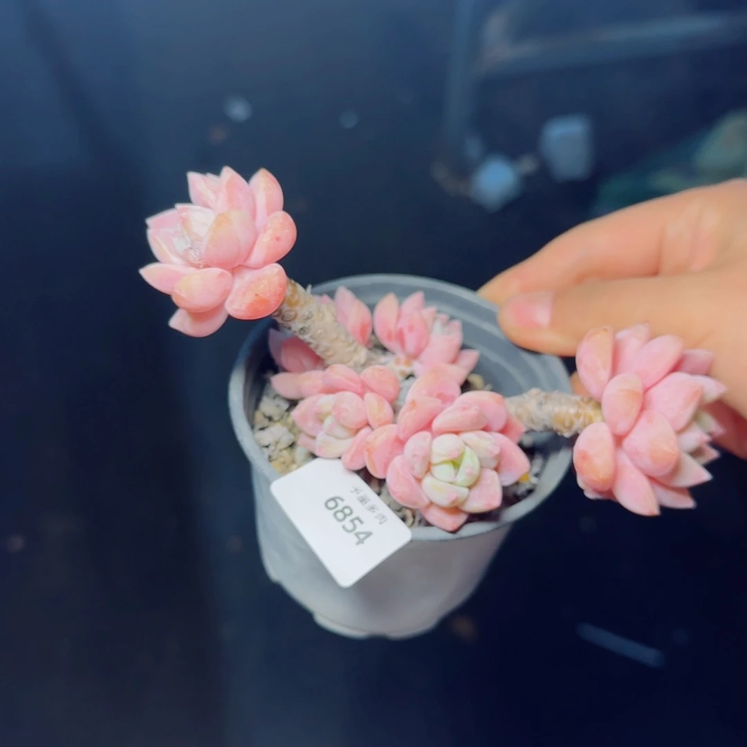 露凝香，6854多肉植物