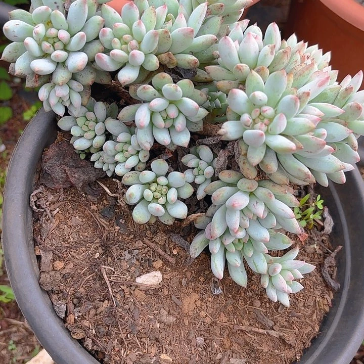 多肉植物。。。。。。。。。。。。。