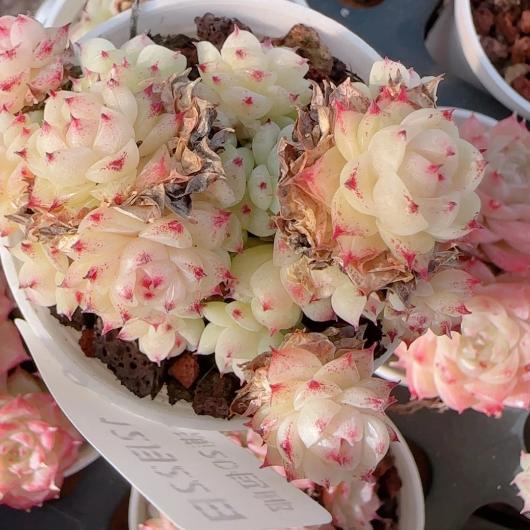 用***5花语多肉1222-89散白包子魔仙散