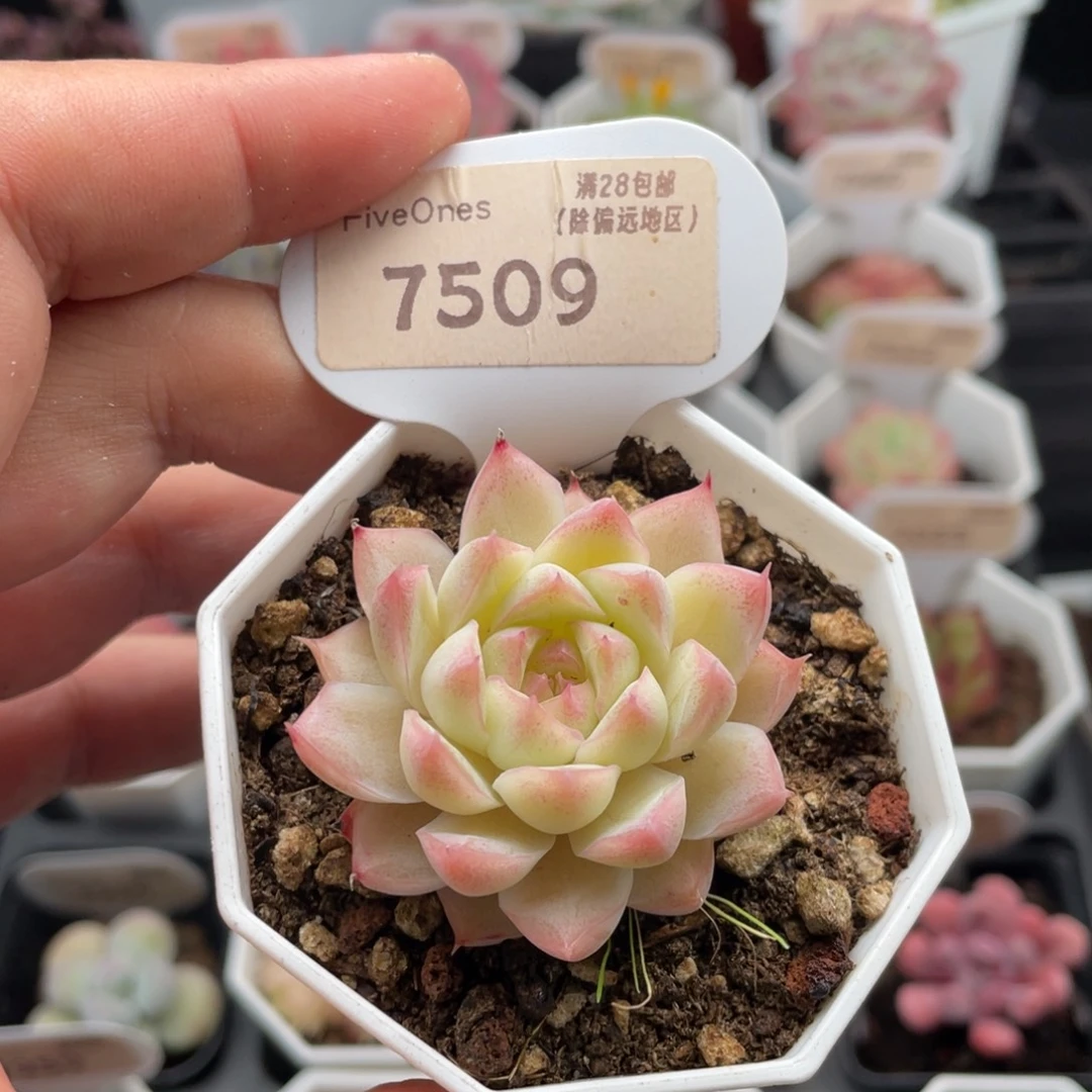 桃熏女王7509-4.5厘米
