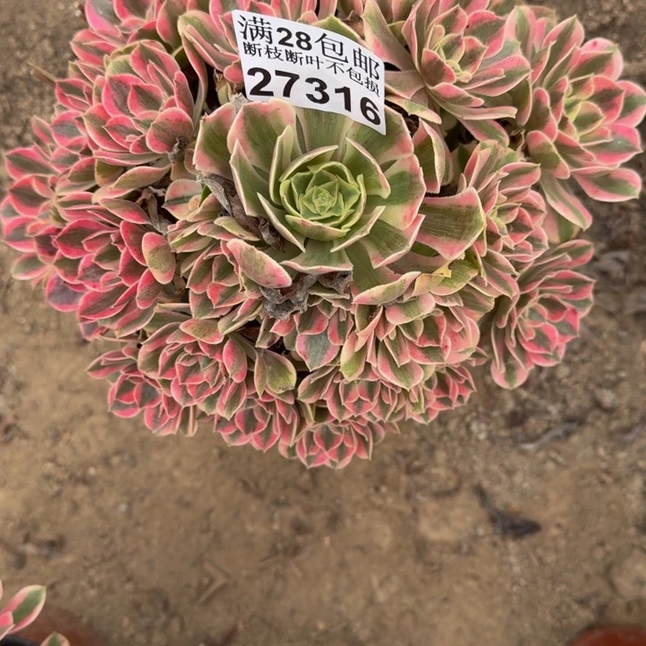 27316女妖多肉植物