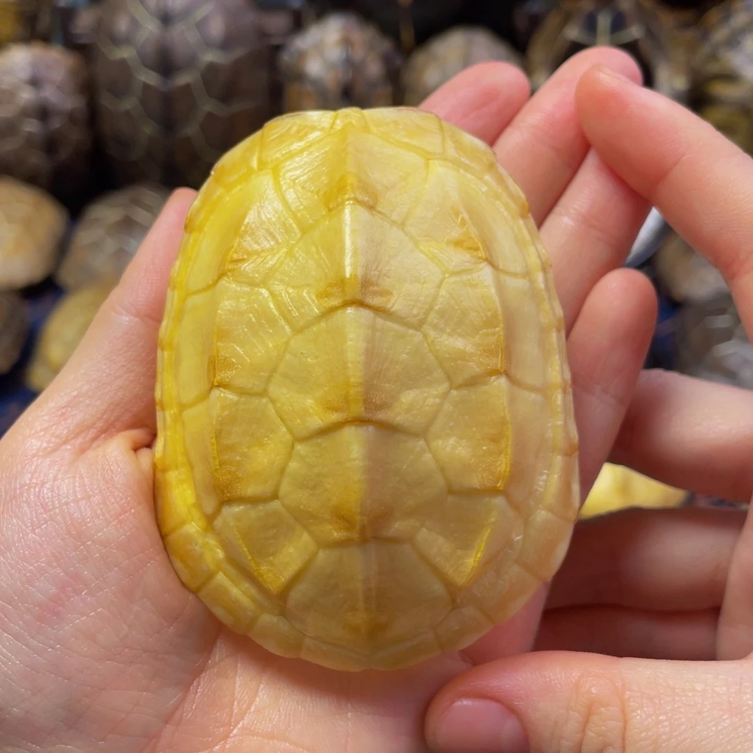 山***！文玩龟壳手把件摆件