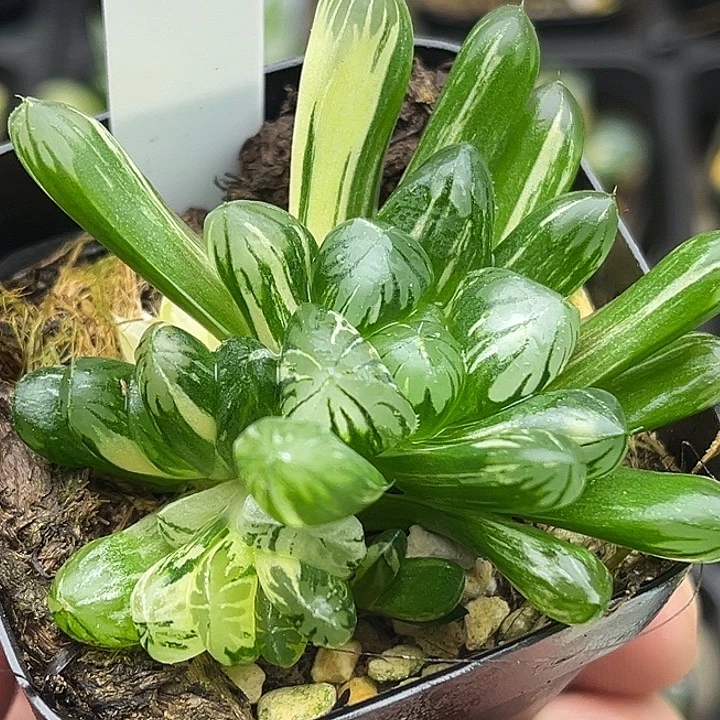 126多头老川玉露锦