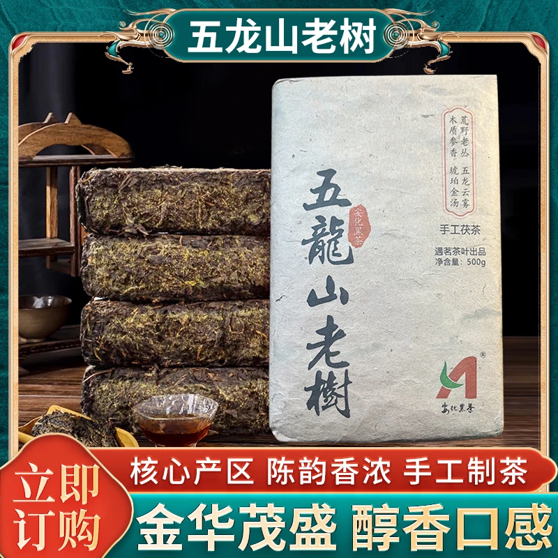 安化五龙山核心产区老树原料手工茯茶大叶种茶耐泡金花茂盛口感甜