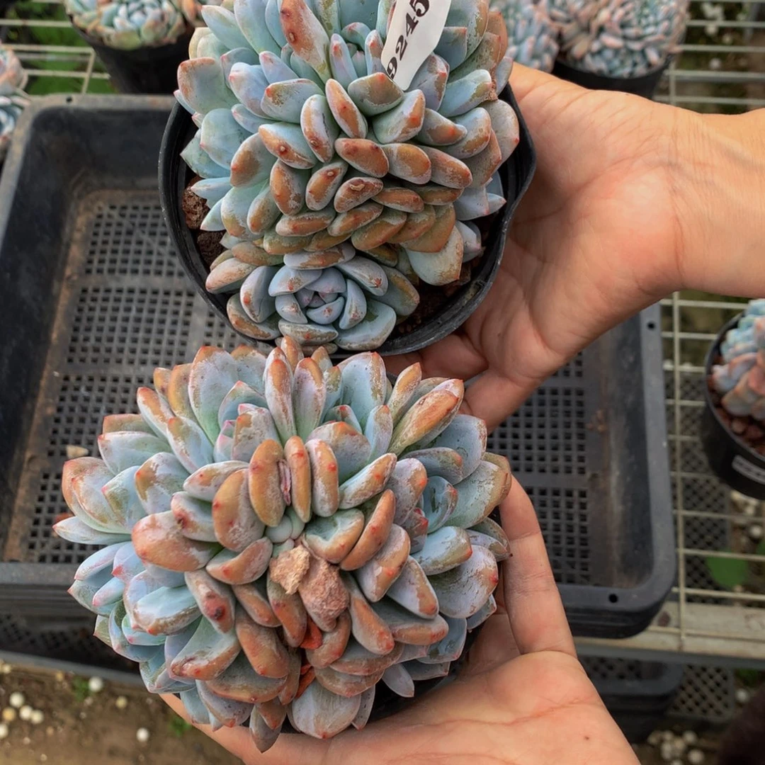 92454两个朵朵嗯嗯嗯嗯嗯嗯好喜欢