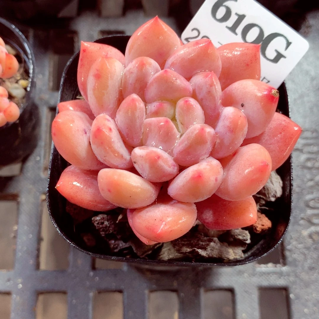 5厘米盆精控多肉610