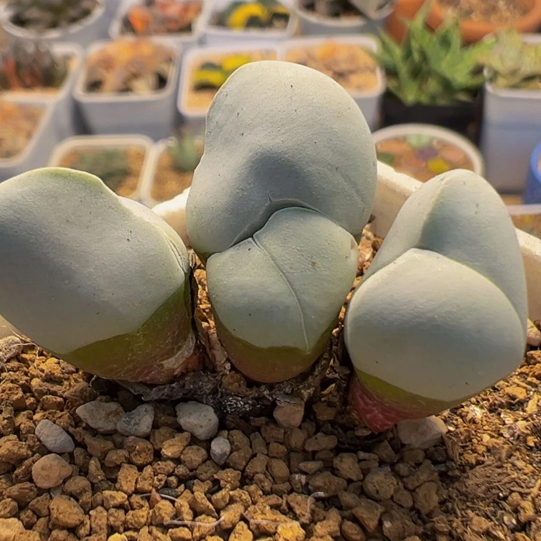 2209多肉植物百科植物