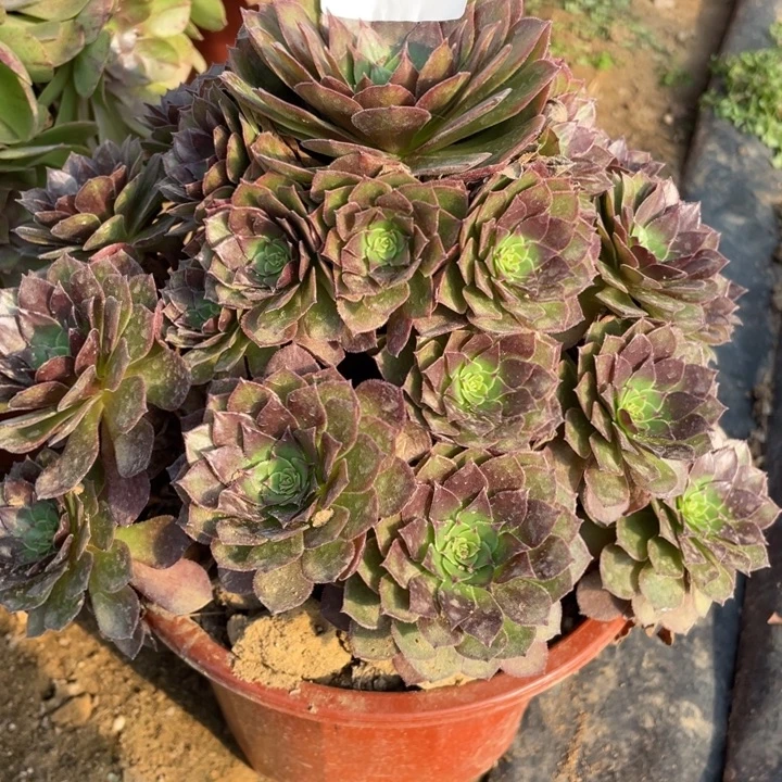 无花朵372多肉植物红魔