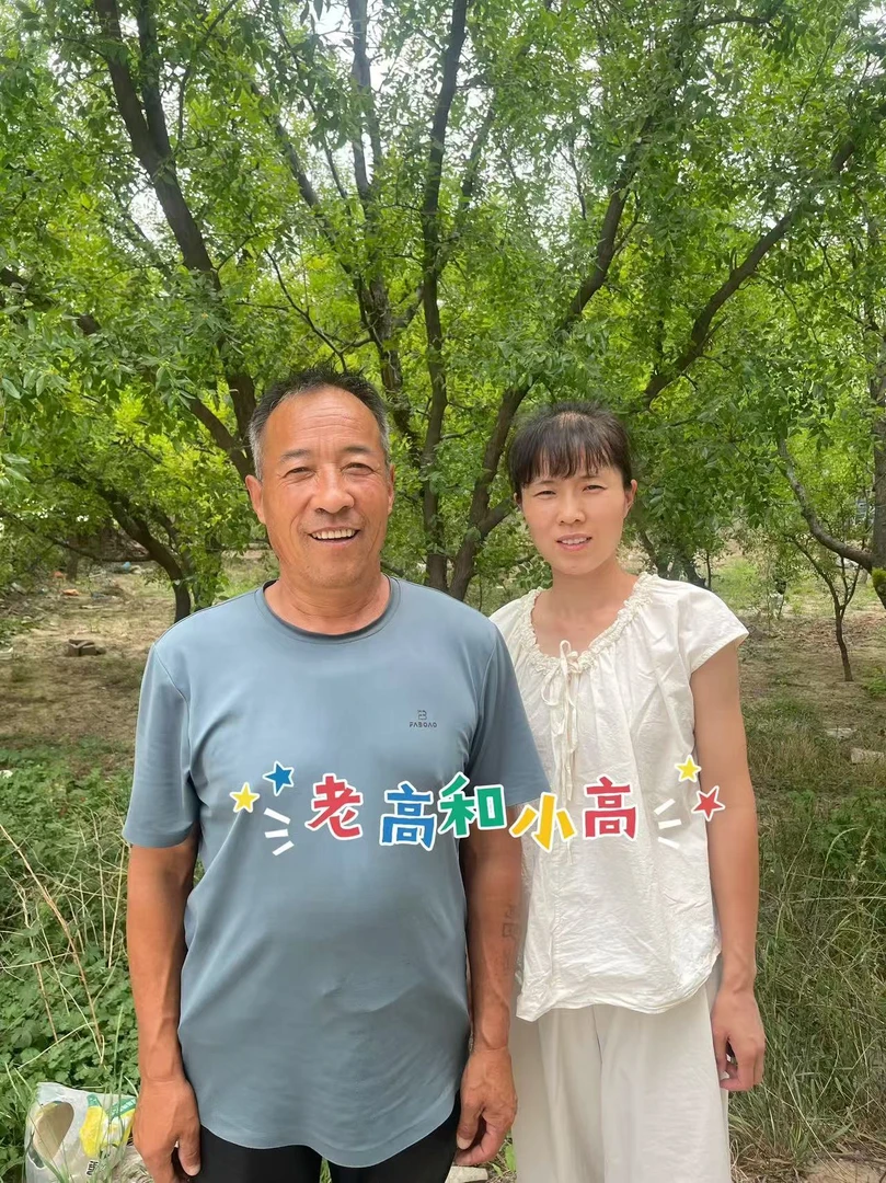 稷山板枣树【枣产品】