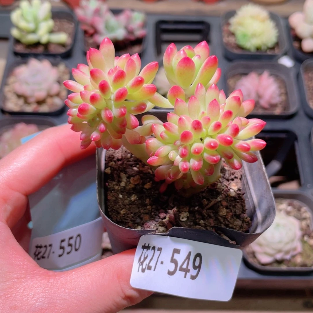 花利美27-549青松缀化