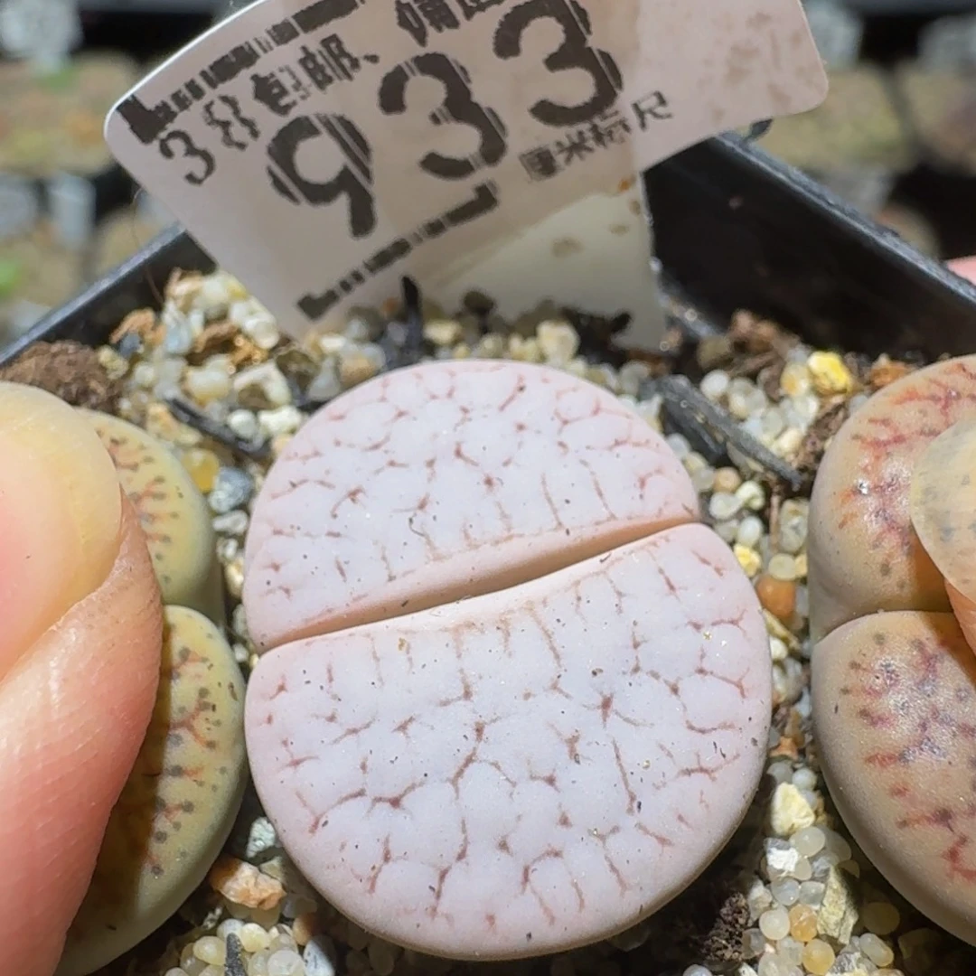 Sssss精品生石花933
