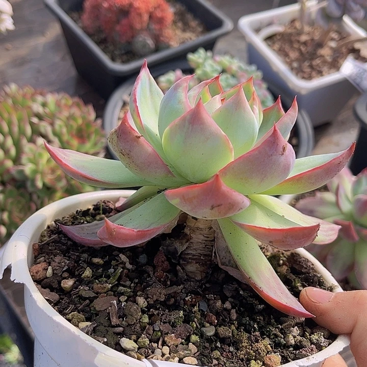 惊鸿仙子14155多肉植物