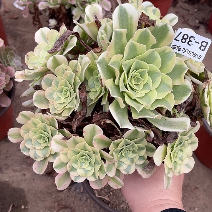 387绿豆沙多肉植物法师