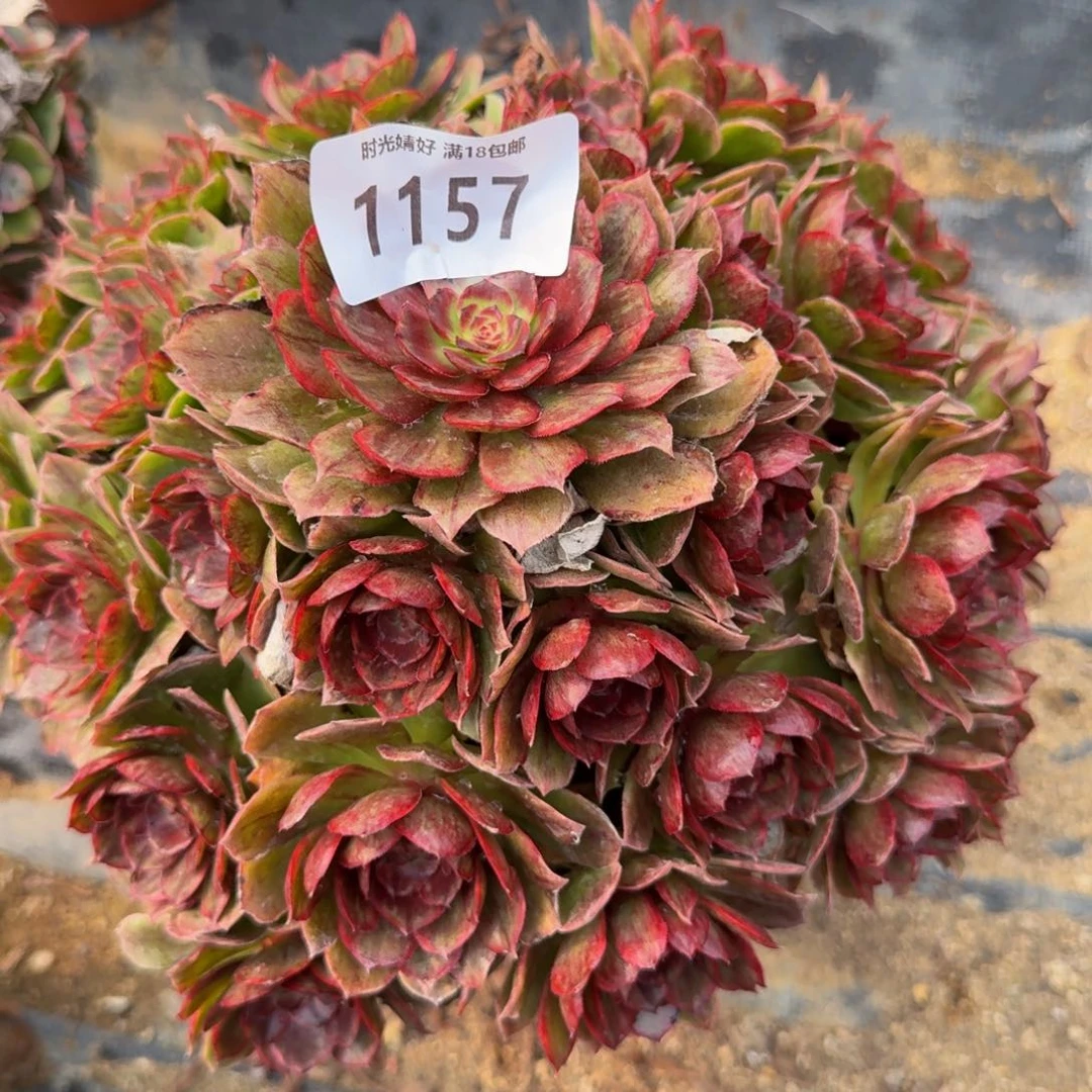 静*1157红丝绒。多肉植物