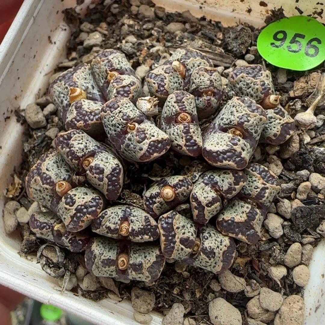 勋章群多肉植物956