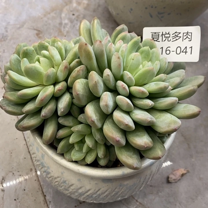 夏悦多肉0116-41百搭翡翠