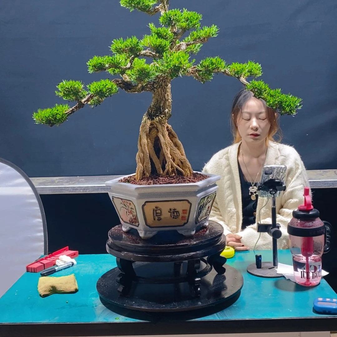 绿植雀舌黄杨软枝