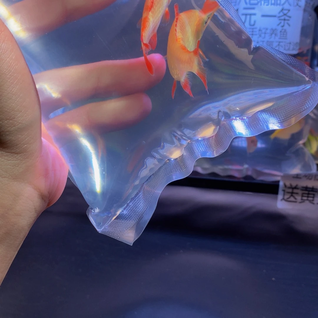 虎皮鱼Hupi 5-6cm2条