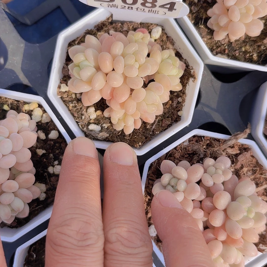 D084鱼子酱一物一拍