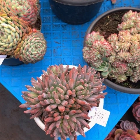 明*5054炫彩星多肉