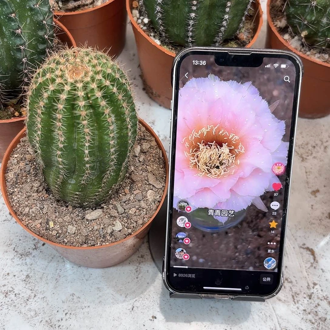 彩草11号5公分左右