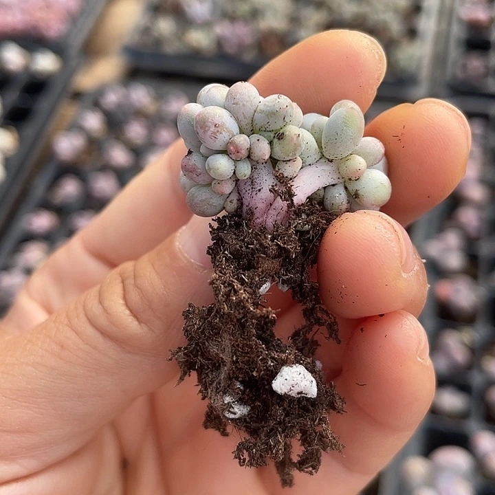 动***娴一我一拍满18包邮