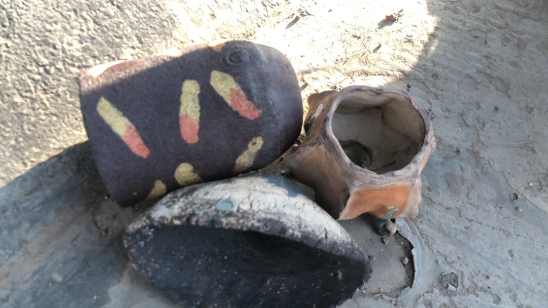 蛋蛋专拍盆多肉植物