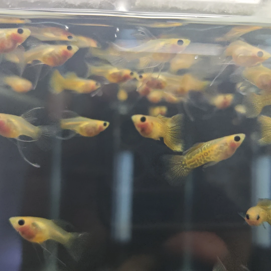 黄蕾丝玻璃猫大c孔雀鱼