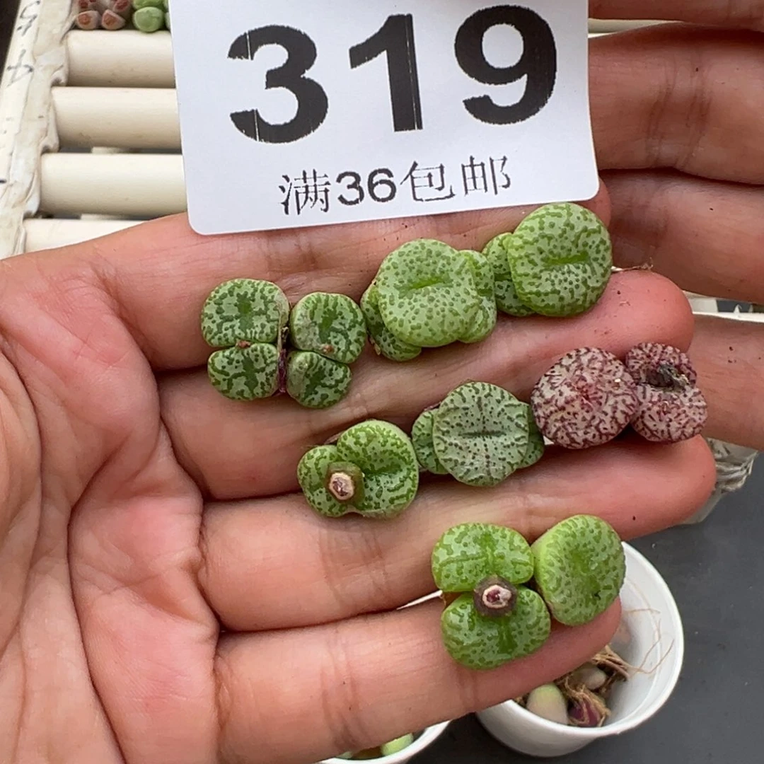 4.14好看的多肉脱土发货319