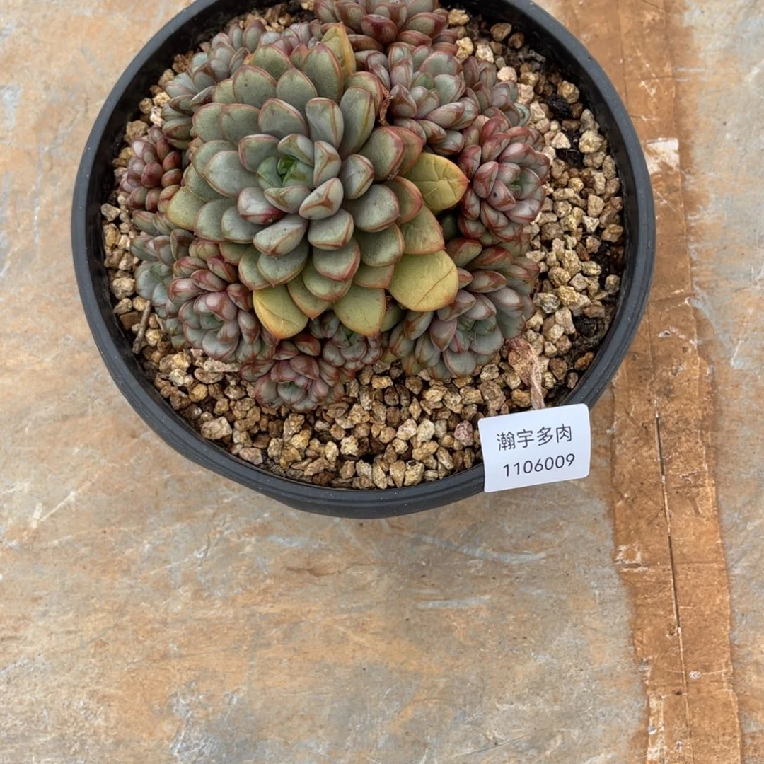 葡萄大群多肉植物