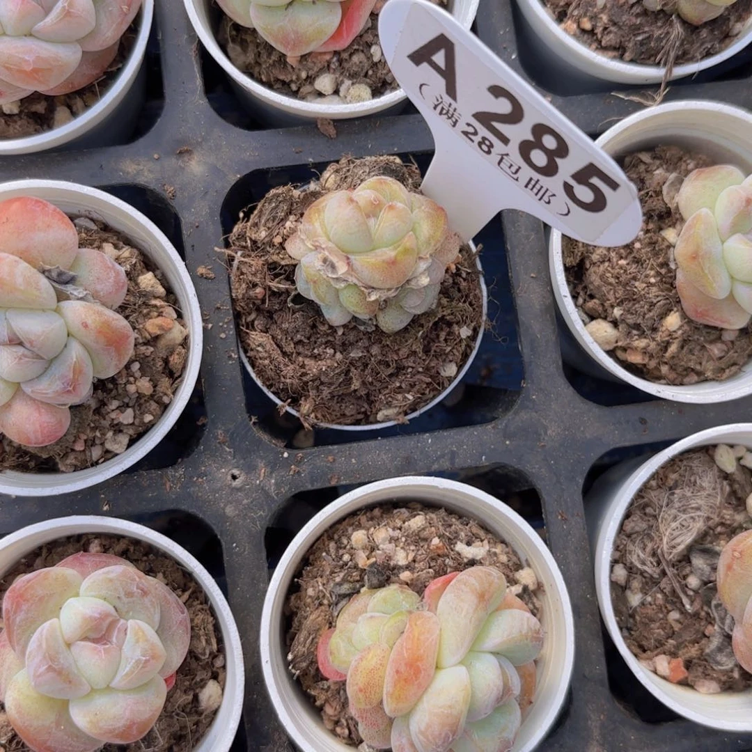 A285冰玉一物一拍