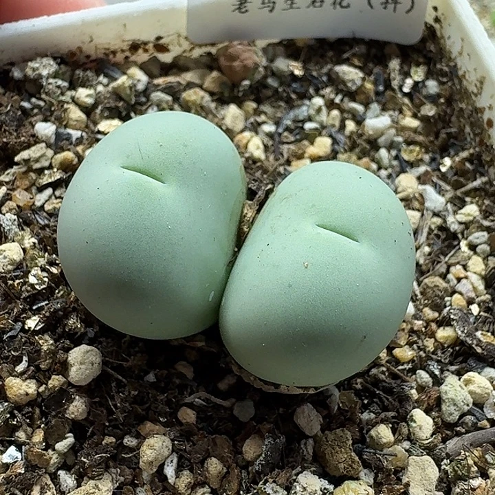 老马生石花双头鸽子蛋2529