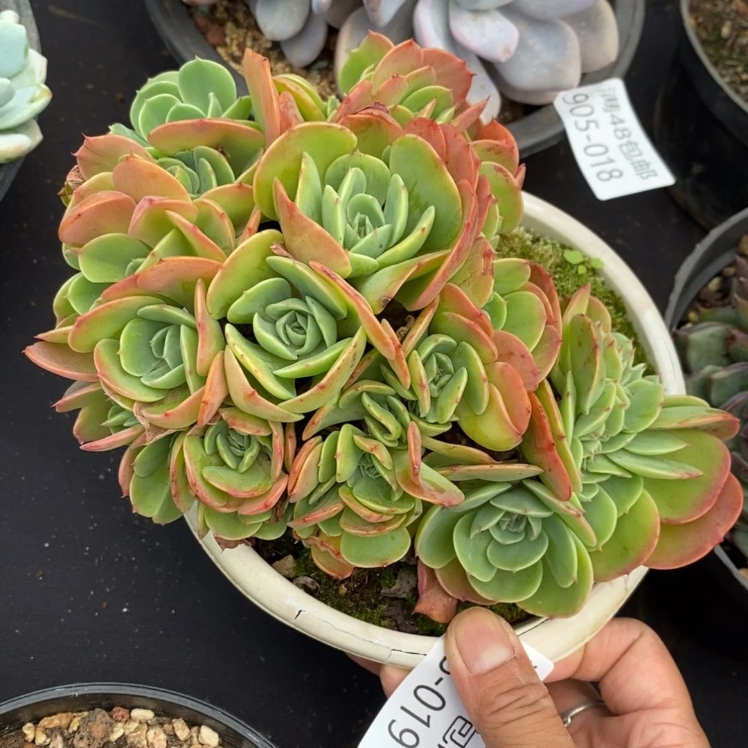 夏悦多肉905-19埃斯梅拉达