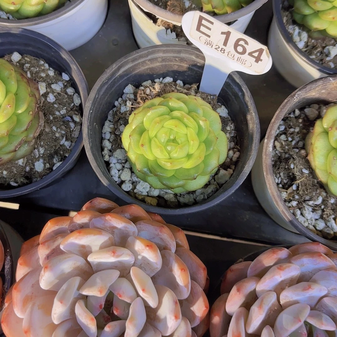 E164灯泡珍妮一物一拍