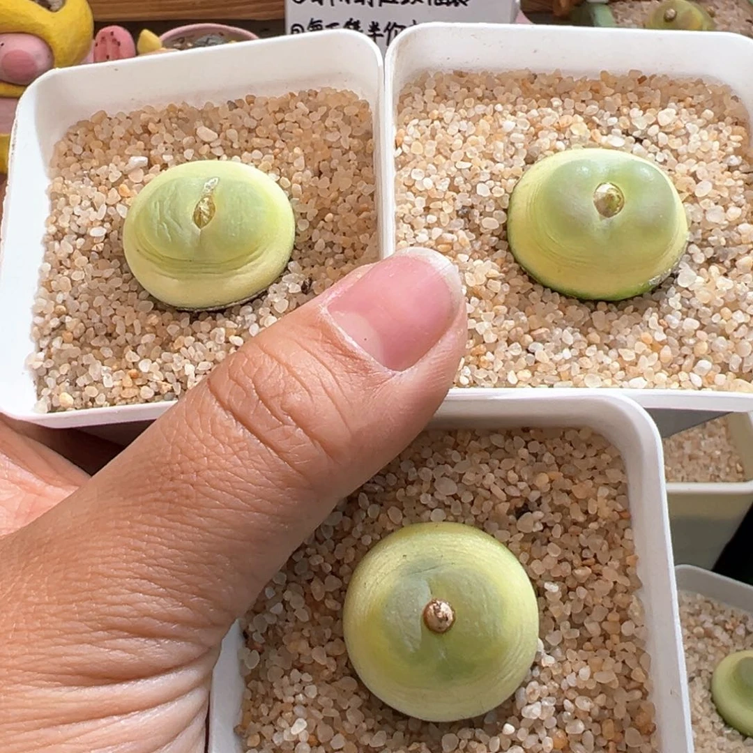 恋****.50。日系桃尻娘拉登三颗