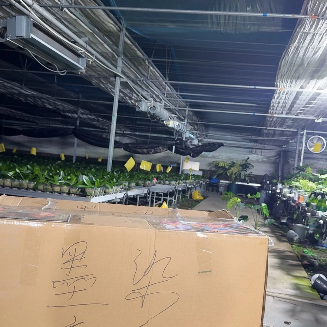 暗***士无花朵龟背竹一物一拍