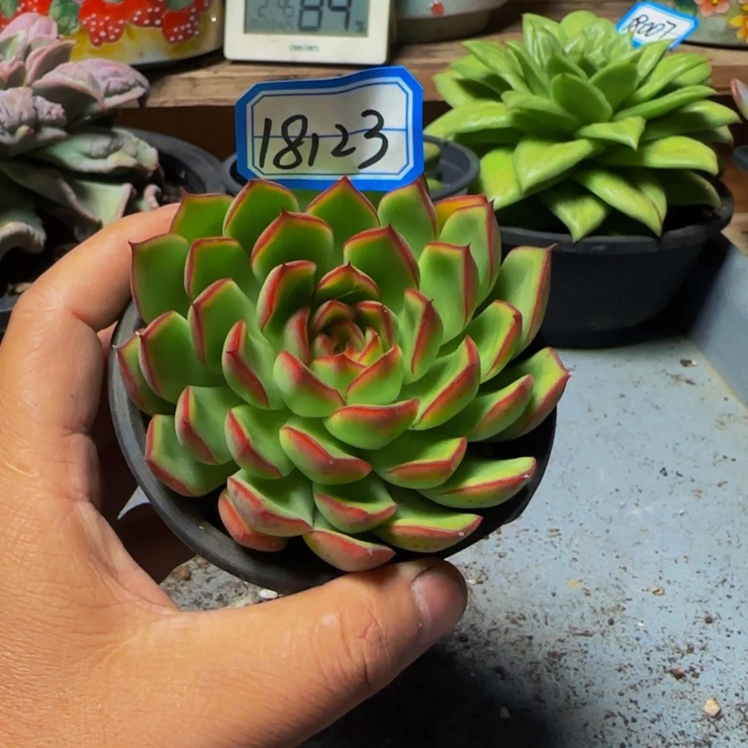 0918123萤火虫多肉单头