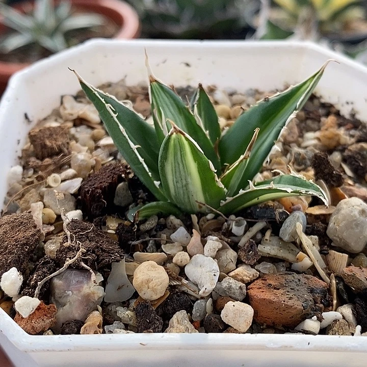 霍利达白中斑。    一个