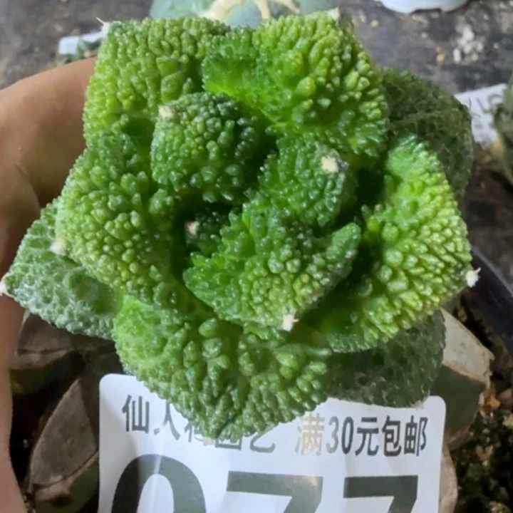 虎****福利苗接哥斯拉077