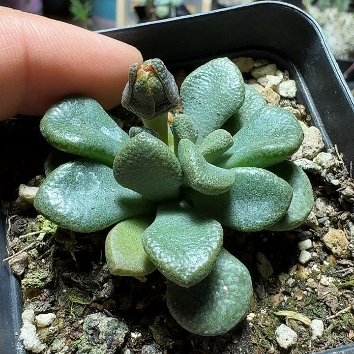 128红花唐扇脱土发货