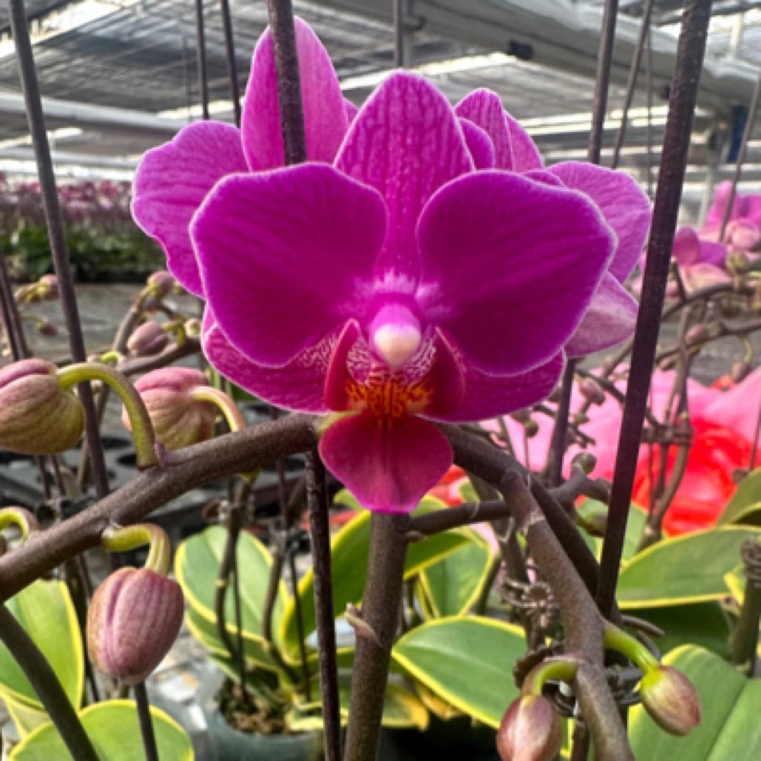 【金叶咖啡】蝴蝶兰年宵花2.8杯玫红 高端室内盆栽好养活