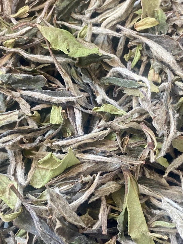 2024年福鼎白牡丹