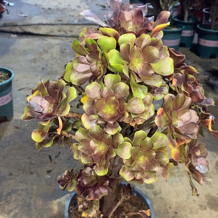 灰圆叶多肉植物78