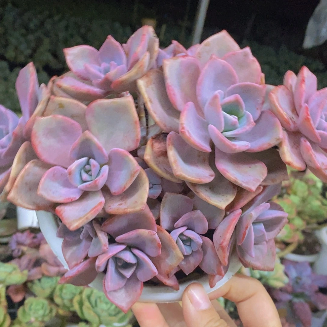 彩虹糖整桩整群老桩