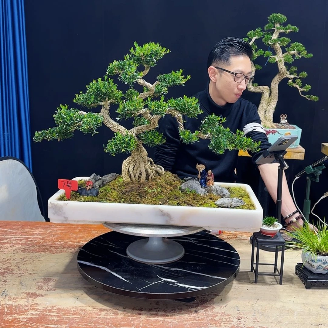 黄杨室内室外盆景艺术