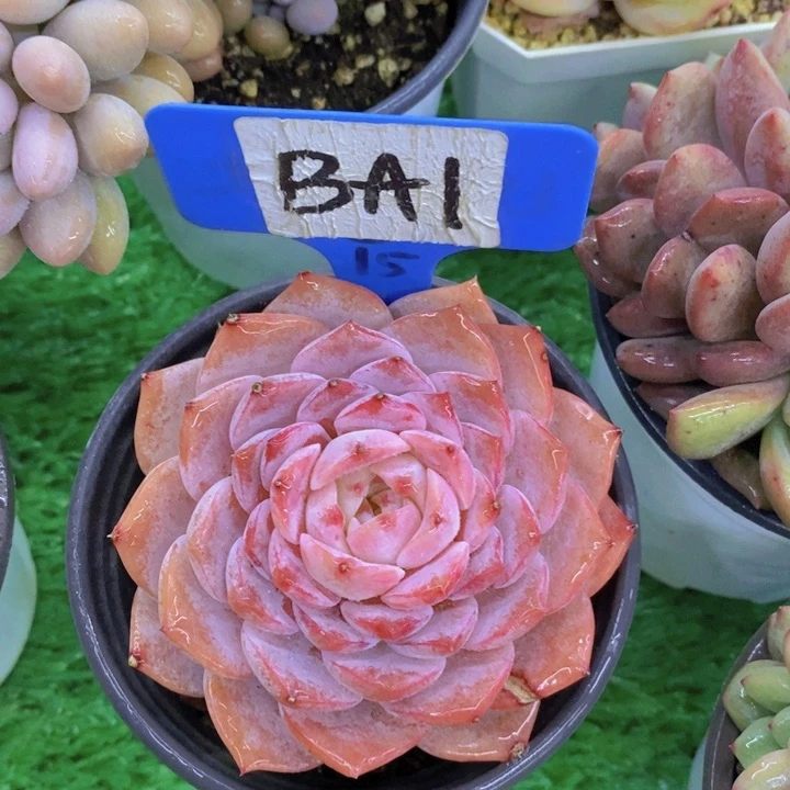 多肉植物，开心多肉