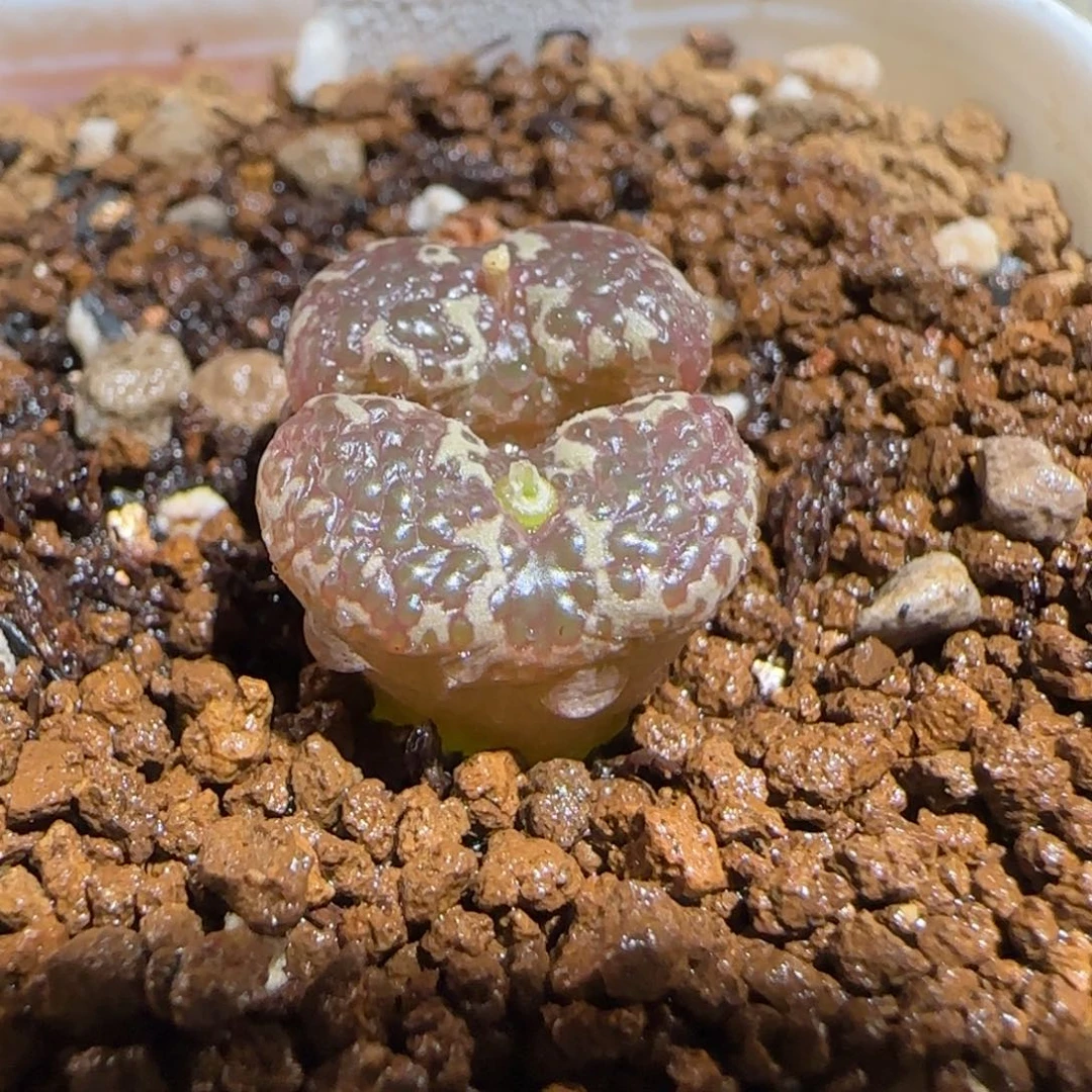 肉锥多肉植物组合-10km泡泡勋515